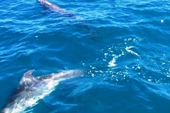 Delfini in mare tra Giovinazzo e Molfetta: lo spettacolo in un VIDEO in rete