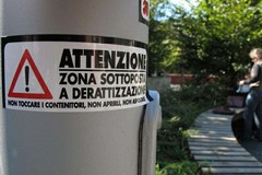 Ratti e topi in città: la puntualizzazione dell'Assessorato al Decoro Urbano