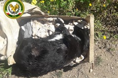 Cani morti abbandonati tra i rifiuti a Torre Bonvino