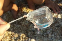 Avvistamento eccezionale di cubomeduse