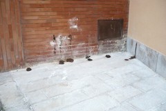 Escrementi umani in via Fossato