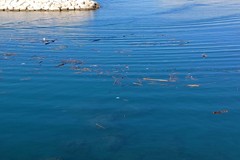 Tronchi nel porto di Giovinazzo dopo le mareggiate: Comune al lavoro per la soluzione