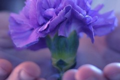"Fiore di maggio", così la Caritas diocesana sostiene le imprese florovivaistiche