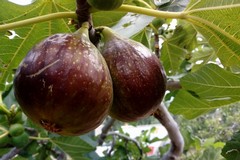 Il progetto “In Terra” e la Pro Loco Unpli a sostegno del Made in Terlizzi