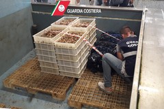 Giro di vite sull'igiene: 455 chili di cozze e ostriche sotto sequestro