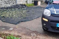 Olive come diamanti, il prezzo sale e aumentano i furti: due fermati