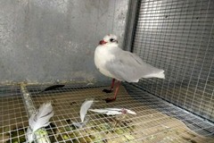 Gabbiano infilzato da un amo, i bagnanti gli salvano la vita