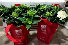 Gardensia AISM in Piazza Vittorio Emanuele II a sostegno della ricerca sulla Sclerosi Multipla