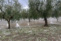 Olive, a Giovinazzo c'è chi ha perso tutto. Preoccupazione di Cia Puglia