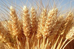 Guerra in Ucraina, speculazioni sul grano pugliese