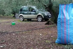 Sventato un furto di olive, ladri in fuga. Recuperati 4 quintali