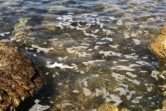 L'allarme dei lettori: «Schiuma e feci in mare a Levante»