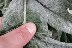 Gelate del 25 marzo, Forza Giovinazzo chiede lo stato di calamità naturale