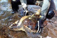 Tartaruga trovata sul fondale tra Santo Spirito e Giovinazzo