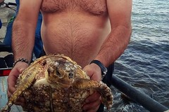 Si tuffa in mare e salva una tartaruga