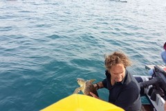 Liberata in mare la tartaruga salvata il 27 agosto scorso