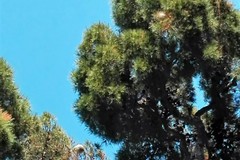 Alla "San Tommaso" ci sono ancora i bozzoli di processionaria