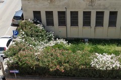 Zanzare, blatte e topi, aumentano le segnalazioni dall'ex scuola Pansini