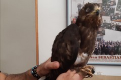 Falco pecchiaiolo in difficoltà recuperato dalla Polizia Locale