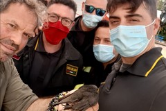 Rondone incastrato in una caldaia: liberato dai Vigili del Fuoco