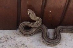 Serpente cervone a spasso per la città: liberato dal WWF