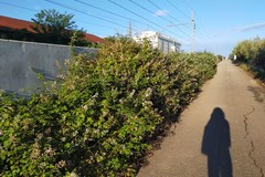 Nella selva oscura di località Torre San Matteo