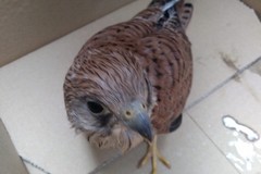 Recuperato un falco grillaio in località Cappella