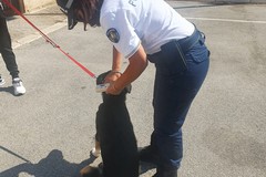 Deiezioni canine e microchip, controlli serrati della Polizia Locale