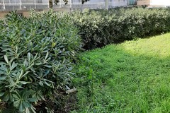 Aiuole incolte, rifiuti ed erba alta, «piazzetta Melone è ormai una foresta»