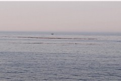 Tronchi in mare a Giovinazzo. Ecco la spiegazione