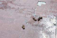 Sporcizia ed inciviltà in via Fossato