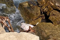 Delfino ritrovato morto a Ponente