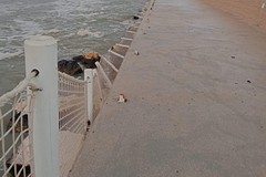Maltempo, danni in tutta Giovinazzo. Divelta balaustra a Levante - FOTO