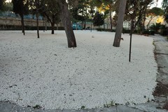 IVE Giovinazzo, completate le operazioni di sfalcio e diserbamento dei giardini