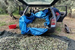 Ladro ruba 5 quintali di olive a Giovinazzo. Fermato, resta impunito