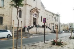 In piazza Vittorio Emanuele II ci sono 53 nuovi alberi di jacaranda