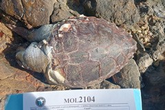 Amo e lenza killer. Tartaruga spiaggiata tra Giovinazzo e Molfetta