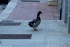 Un'anatra a spasso per le strade di Giovinazzo. Adesso è al sicuro