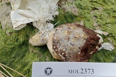 Uccisa da una busta di plastica: la triste fine di una tartaruga