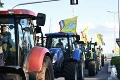 Olivicoltura in allarme, Coldiretti in piazza: «La Regione dichiari lo stato di crisi»
