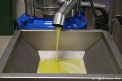 A Bari tutta l’Italia dell’olivicoltura: “Insieme contro la crisi per imporre una svolta”