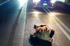 Incidente sulla Giovinazzo-Bitonto: cinghiali investiti, auto danneggiate