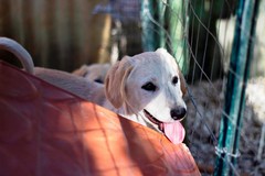 La Lega del Cane di Giovinazzo cerca acqua per i suoi ospiti