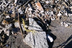 In Contrada San Matteo litorale sempre sporco. La denuncia di un lettore