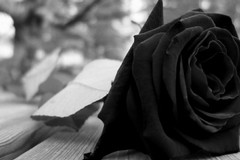 Morte sul lavoro, il cordoglio dei sindaci di Giovinazzo e Terlizzi
