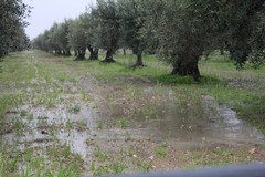 Vento e pioggia su Giovinazzo. L'allerta meteo resta alta