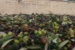 Olio, Coldiretti Puglia: «Annata di alta qualità e valore record»