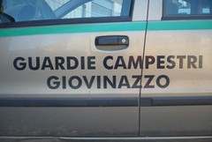 Sventato furto di cavoli, ladri in fuga