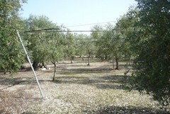 Rapina nei campi: in fuga con lo scuotitore
