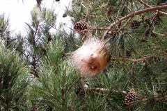 Processionaria, nuovi interventi del Comune